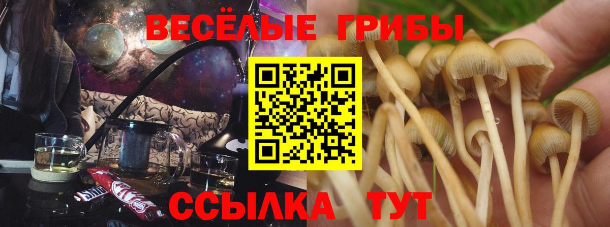 купить  сайты  Вход с VPN  Нижнеудинск  Галлюциногенные грибы мицелий  Псилоцибиновые грибы Psilocybe 